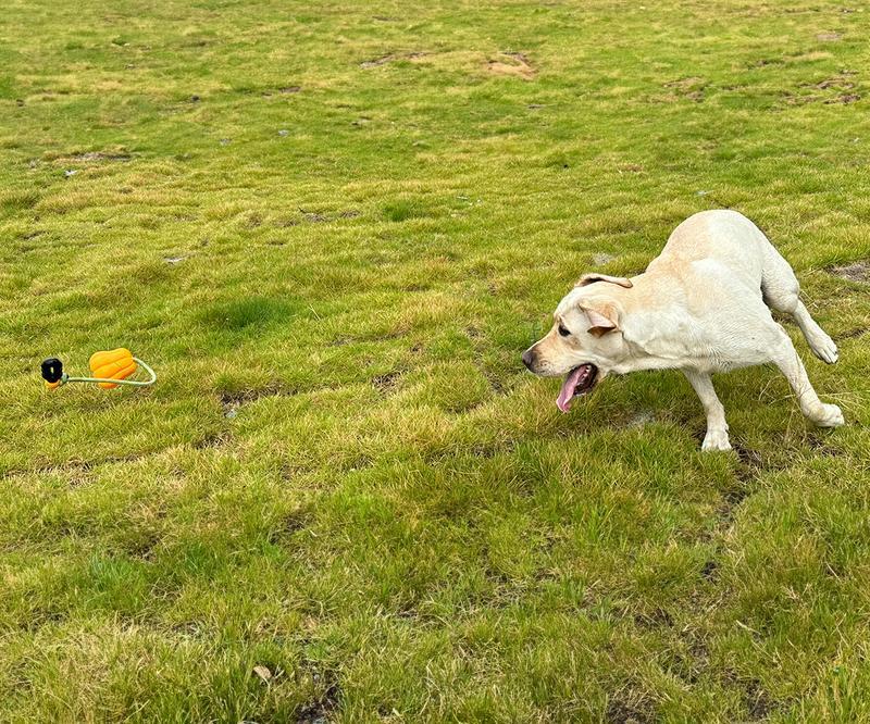 PROKEI Dog Rope Fetch Toy – Indestructible Tug & Chew Toy