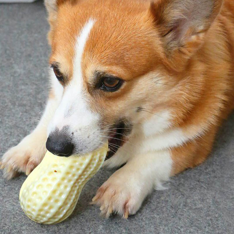 Dog chewing peanut-shaped squeaky toy